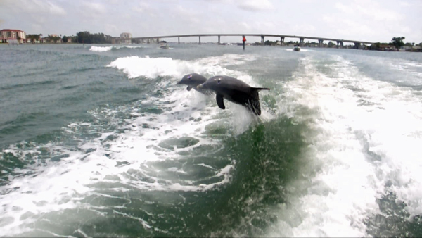 dolphins surfing the wake